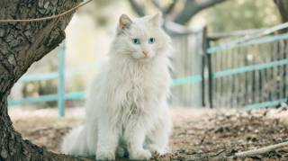 Le chat et le chien n’entrent pas par hasard dans votre maison : voici ce que signifie leur présence