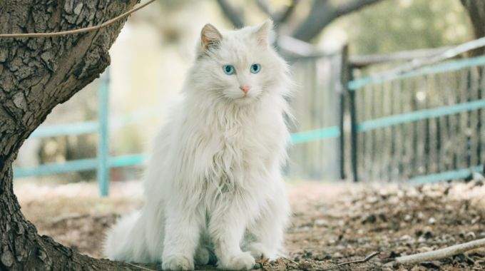 Le chat et le chien n’entrent pas par hasard dans votre maison : voici ce que signifie leur présence