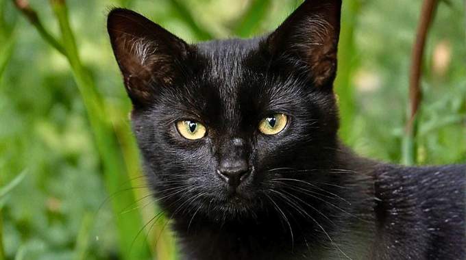 Les chats ont une mission spirituelle dans nos vies, voici laquelle