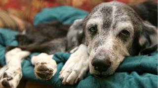 Les signes alarmants indiquant que votre chien approche de la fin de sa vie