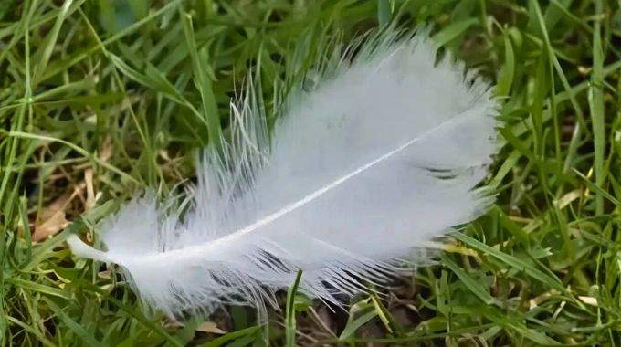 Lorsque vous trouvez une plume blanche, en voici la signification