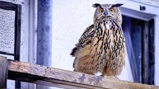 Lorsqu’une chouette apparaît près de votre maison en voici la signification