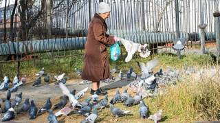 Nourrir les pigeons un délit méconnu qui peut coûter 60 000 € : que faire si votre voisin ne respecte pas la loi