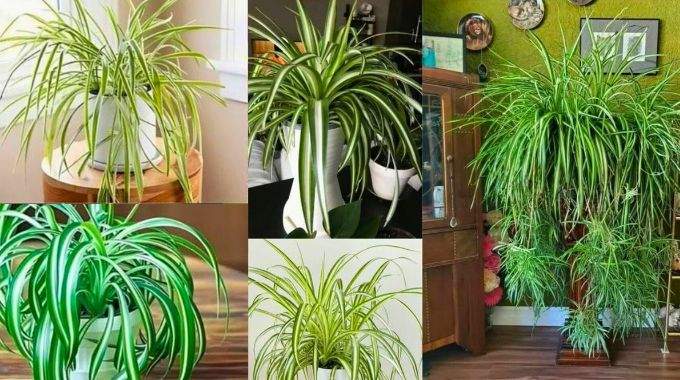 Si vous avez cette plante chez vous, vous avez de la chance : on vous explique pourquoi elle vaut de l’or 