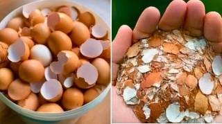 Pourquoi les médecins conseillent de faire bouillir des coquilles d'œufs