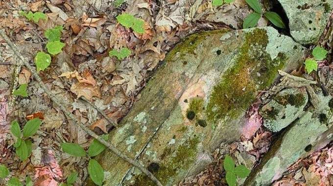 Presque personne ne parvient à repérer le serpent sur cette photo