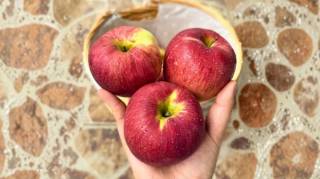 Quels sont les bienfaits des pommes