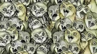 Seules les personnes avec une très bonne vue parviennent à trouver le chat…