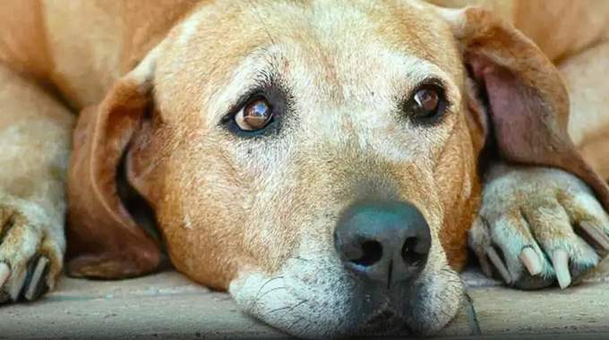 Un vétérinaire révèle la dernière chose que font tous les animaux de compagnie avant d'être euthanasiés