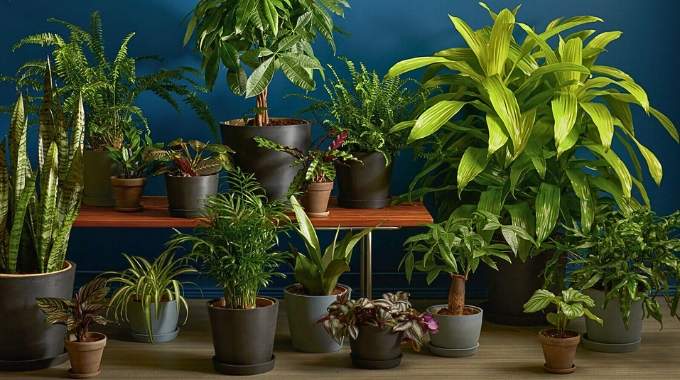 14 belles plantes d&rsquo;int&eacute;rieur qui n'ont m&ecirc;me pas besoin de lumi&egrave;re pour &ecirc;tre heureuse