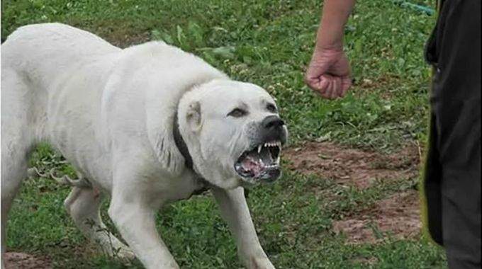  Beaucoup font cette erreur. Que faire lorsque vous tombez sur un chien agressif : 8 r&egrave;gles