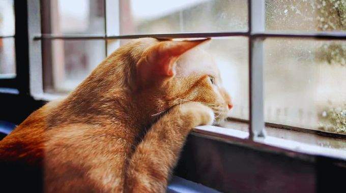 Combien de temps un chat peut-il vraiment rester seul &agrave; la maison ?