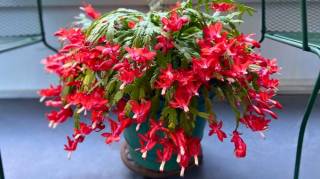 La fréquence d’arrosage parfaite pour booster la floraison de votre cactus de Noël