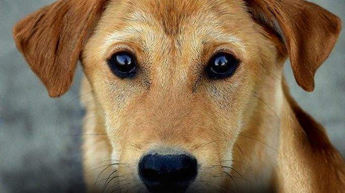 Lorsque votre chien vous regarde longuement, en voici la signification selon les experts