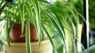 Plante araign&eacute;e : pourquoi cette plante est id&eacute;ale pour purifier l'air de la maison