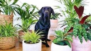 Plantes d’Intérieur : Celles Qui Sont Toxiques Pour Vos Animaux (Et Celles Qui Sont Sans Danger)
