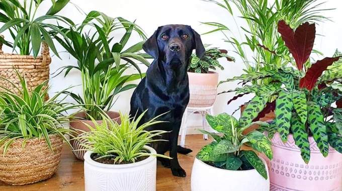 Plantes d&rsquo;int&eacute;rieur : celles qui peuvent empoisonner votre chien ou chat (et les alternatives sans danger)