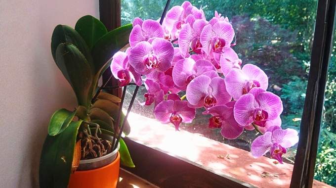Cet endroit de la maison est un petit paradis pour vos orchid&eacute;es (voici pourquoi)