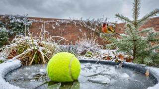 Pourquoi de plus en plus de gens laissent une balle de tennis dans leur jardin en hiver