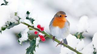 Rouges-gorges : un geste tout simple dans votre jardin peut leur sauver la vie face au gel