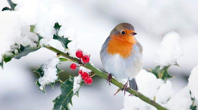 Rouges gorges : un simple geste dans votre jardin peut les sauver du gel cet hiver