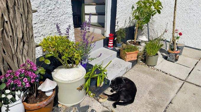 Il y a 2 chats sur cette photo. O&ugrave; se trouve le deuxi&egrave;me ?