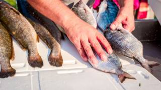 Voici pourquoi il ne faut surtout pas acheter de poisson entre No&euml;l et le Nouvel An