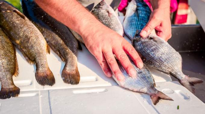 Voici pourquoi il ne faut surtout pas acheter de poisson entre No&euml;l et le Nouvel An