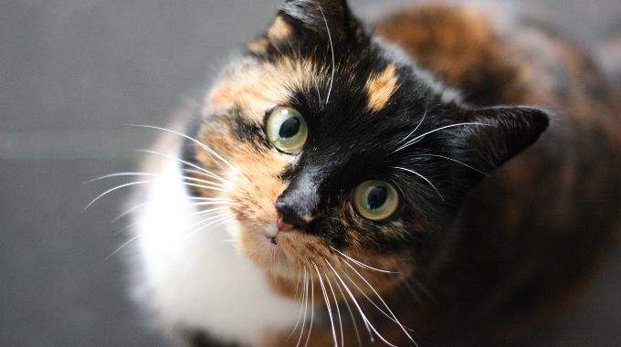 Comment les chats pr&eacute;viennent leurs ma&icirc;tres d&rsquo;un danger imminent : 5 signes &agrave; surveiller.