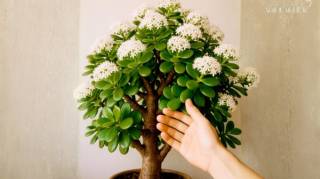 L'astuce pour faire fleurir l&rsquo;arbre de Jade &mdash; ou arbre de l&rsquo;Abondance &mdash;