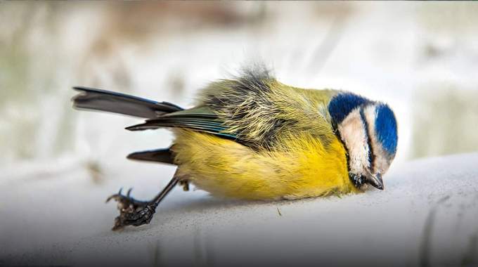 M&eacute;sanges et gel : ce petit objet discret &agrave; poser dans le jardin peut leur sauver la vie