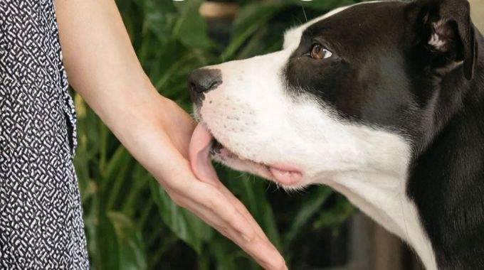 Quand votre chien vous l&egrave;che les mains : quels signaux vous envoie-t-il et pourquoi est-il important de les comprendre ?