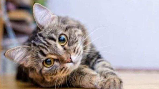 Saviez-vous que le chat choisit lui-m&ecirc;me son ma&icirc;tre ? Voici la signification spirituelle de ce ph&eacute;nom&egrave;ne