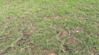 Seules les personnes avec la vue la plus aiguis&eacute;e verront le serpent cach&eacute; dans le gazon