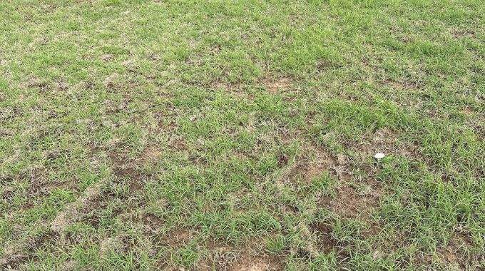 Seules les personnes avec la vue la plus aiguis&eacute;e verront le serpent cach&eacute; dans le gazon