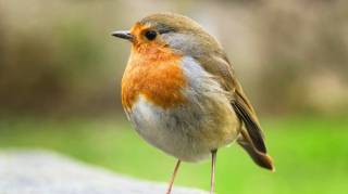 Si un rouge-gorge appara&icirc;t pr&egrave;s de votre maison en janvier 2026 voici la signification cach&eacute;e