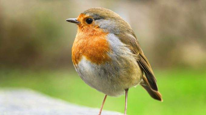  Si un rouge-gorge appara&icirc;t pr&egrave;s de votre maison en janvier 2026, voici la signification cach&eacute;e...