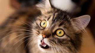 Voil&agrave; pourquoi il ne faut jamais punir son chat pour un mauvais comportement