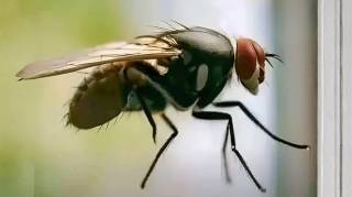 Voil&agrave; pourquoi une mouche vous suit partout dans la maison
