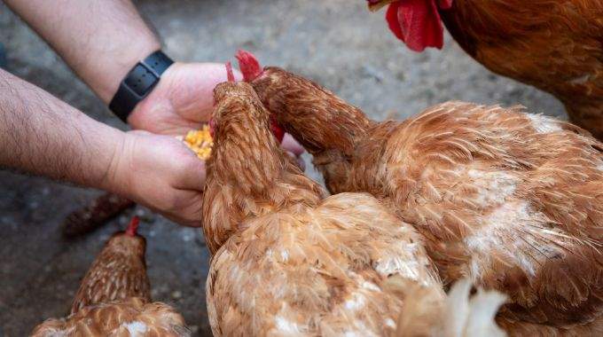 10 aliments qu'il ne faut jamais donner aux poules