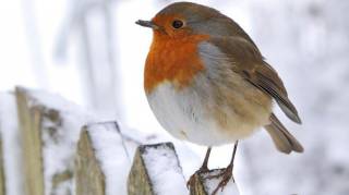 J'ai d&eacute;couvert comment attirer les rouges-gorges dans mon jardin : c&rsquo;est devenu pour un petit paradis pour eux