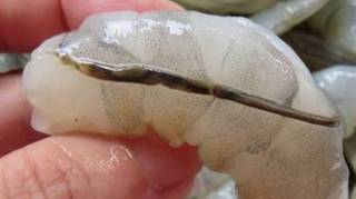 Qu'est-ce que la &laquo; veine noire &raquo; de la crevette et que se passe-t-il si on la mange