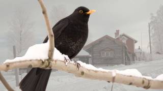 Un merle vient pr&egrave;s de chez vous : que signifie sa pr&eacute;sence et pourquoi s&rsquo;approche-t-il