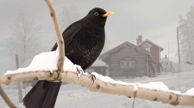 Un merle vient pr&egrave;s de chez vous : que signifie sa pr&eacute;sence et pourquoi s&rsquo;approche-t-il