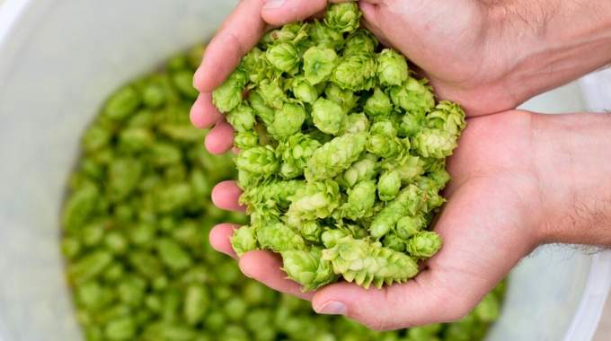 Ils poussent dans nos jardins et for&ecirc;ts et ils valent une fortune (jusqu'&agrave; 1000&euro; le kg) et pourtant nous les pi&eacute;tinons&hellip; 