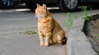 Les raisons pour lesquelles un chat quitte la maison et n'y revient pas