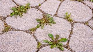Plus redoutable que le vinaigre blanc ce produit du quotidien &eacute;limine encore mieux les mauvaises herbes selon les jardiniers