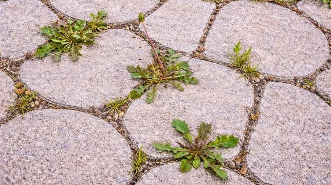 Plus redoutable que le vinaigre blanc, ce produit du quotidien &eacute;limine encore mieux les mauvaises herbes selon les jardiniers