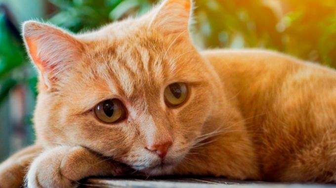 Un chat qui ne sort jamais &agrave; l'ext&eacute;rieur est-il forc&eacute;ment plus malheureux qu'un autre