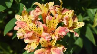 &Agrave; planter en avril: cette vivace m&eacute;connue cr&eacute;e les massifs les plus bluffants visuellement